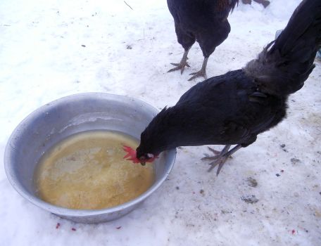 Gegen kalte Hühnerfüßchen gibts warmen Fencheltee.